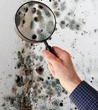 Mold Inspection Crystal Lake IL