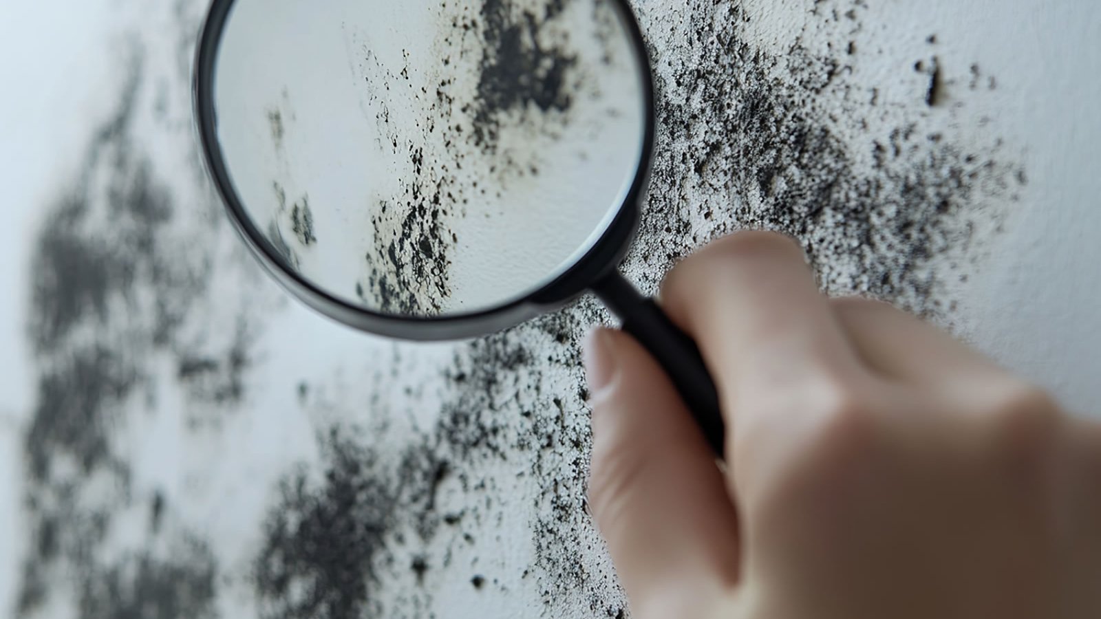 mold-inspect