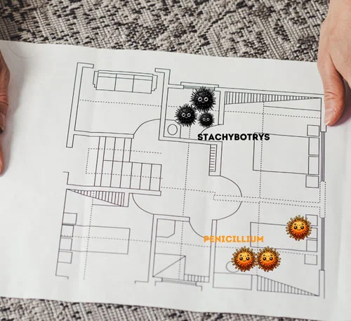 Map of a home highlighting areas with detected mold during a professional mold testing inspection
